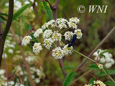 Spotted Water-hemlock (Cicuta maculata)